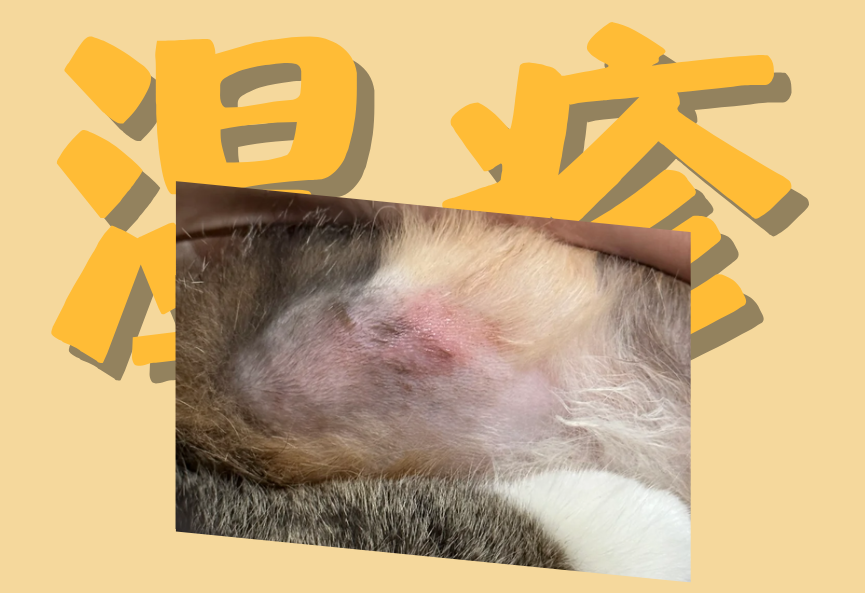 急急急！猫咪身上长湿疹如何去除？