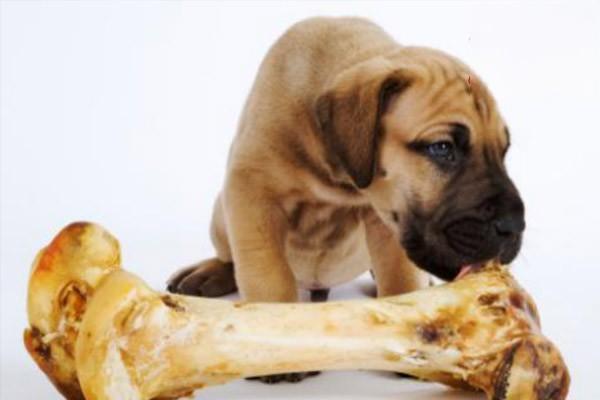 狗狗吃骨头被卡住的症状