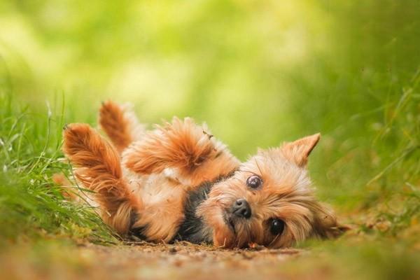 怎麼判斷幼犬狗狗是否生病