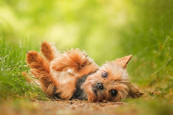 怎么判断幼犬狗狗是否生病