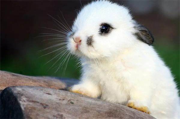 怎么让兔子习惯被抱着？