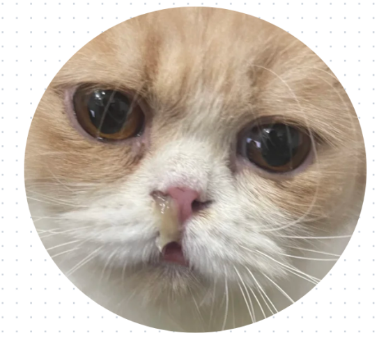 猫咪流黄鼻涕
