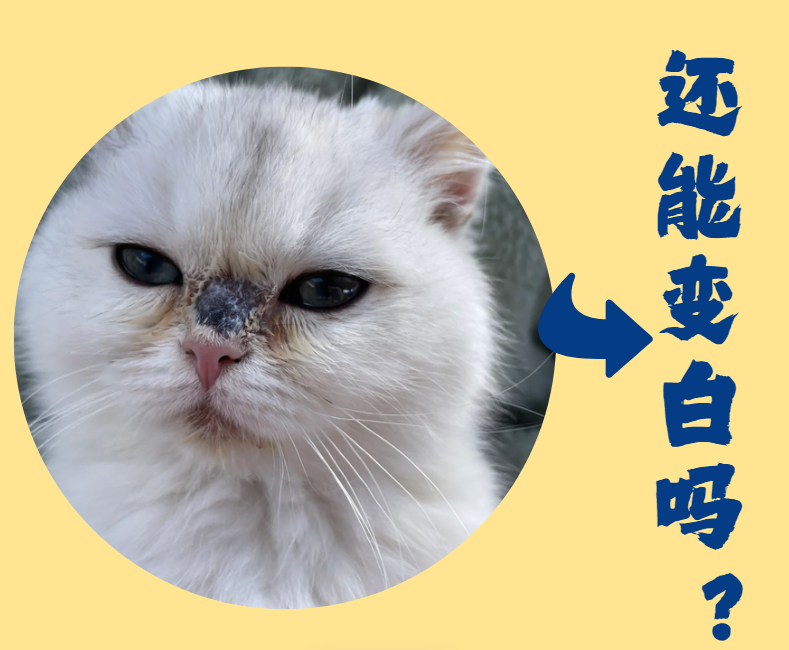 猫癣皮肤变黑怎么办？