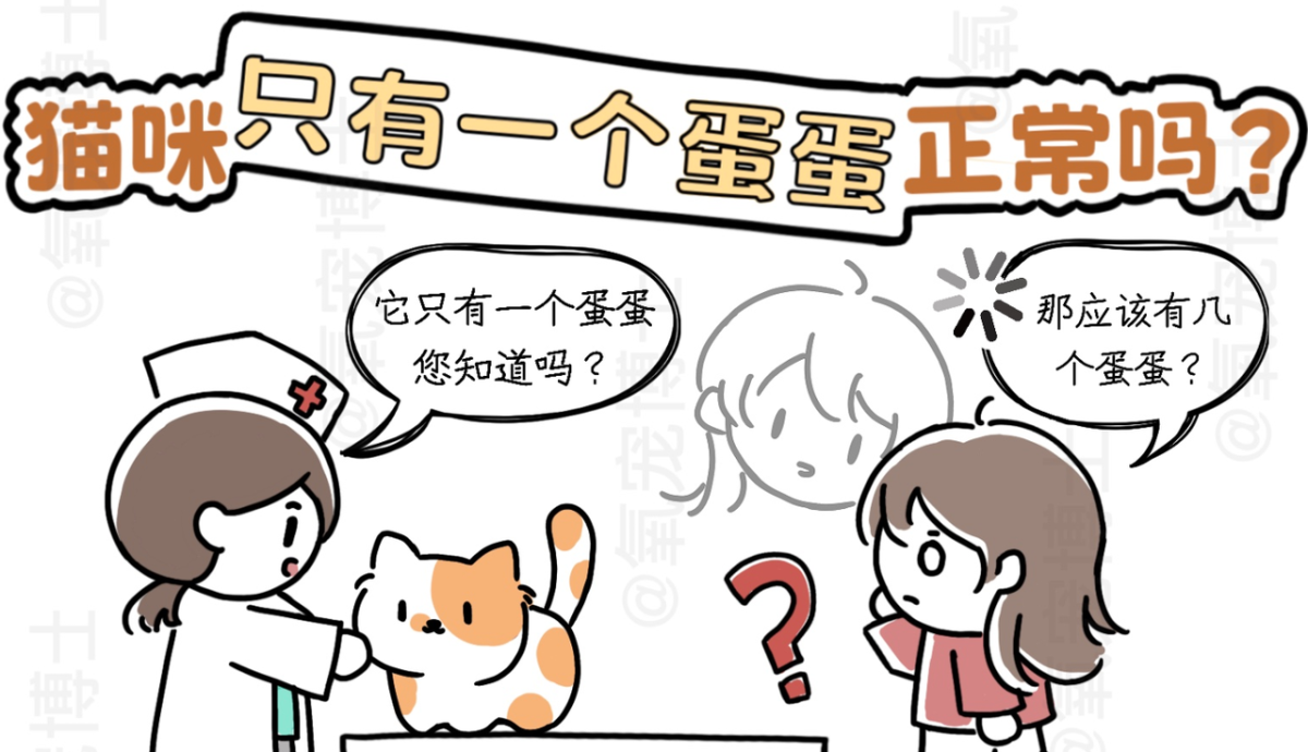 猫咪只有一个蛋蛋要绝育吗？隐睾影响与绝育全解析