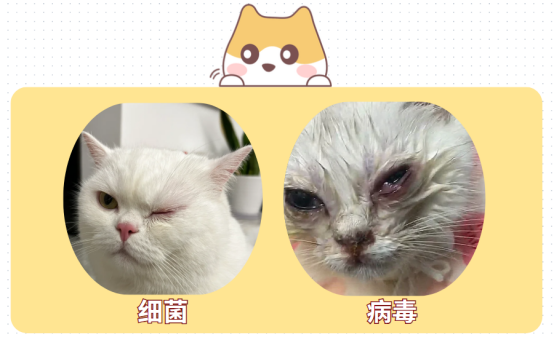 小猫眼睛睁不开流眼泪