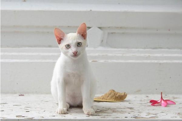 斯芬克斯猫感冒症状，无毛猫感冒怎么办