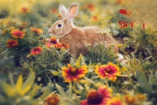 宠物兔与普通兔子有什么不一样？兔子品种区别