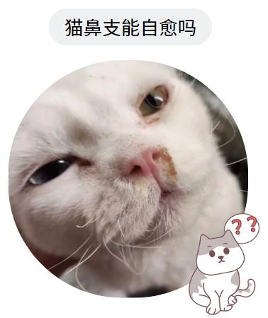 猫鼻支能自愈吗?