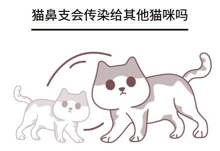 猫鼻支会传染给别的猫咪吗？