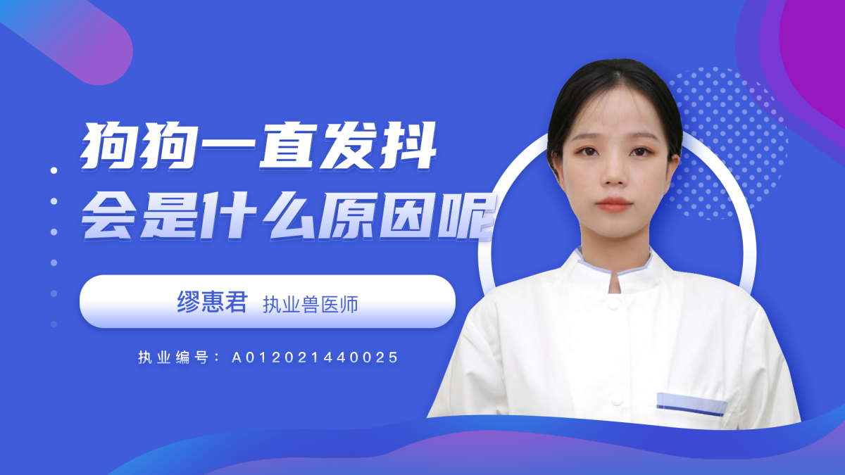 狗狗一直发抖会是什么原因呢？