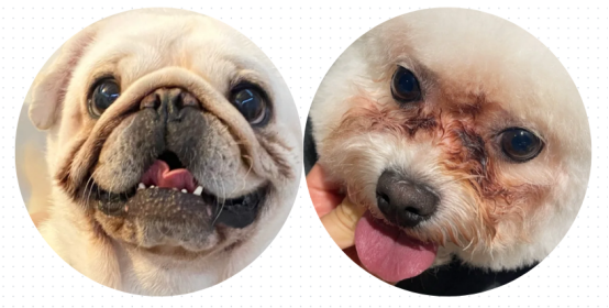 狗狗泪痕严重
