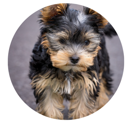 什么品种的狗狗爱叫