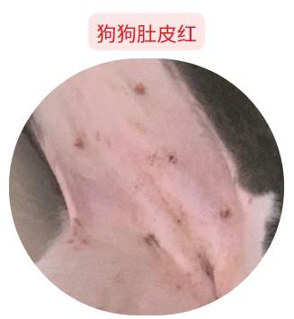 狗狗肚皮发红是什么皮肤病？