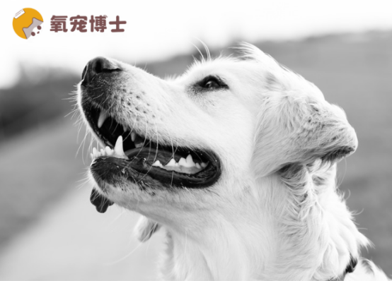 狗狗关节炎吃什么药效果好？