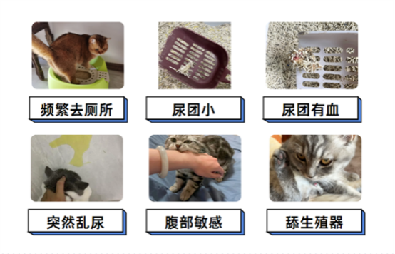 猫咪乱尿