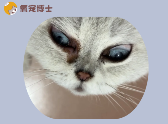 猫咪眼睛流红色分泌物怎么回事？