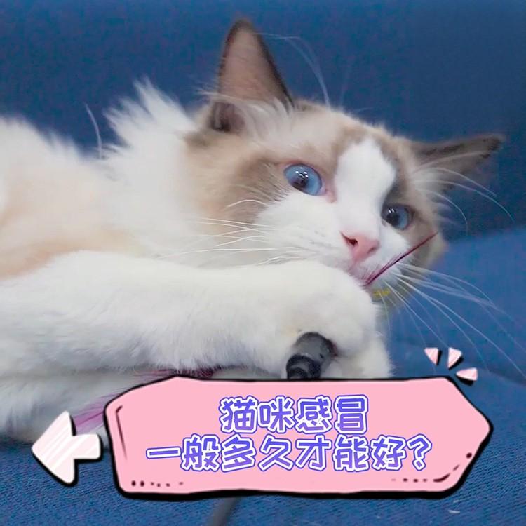 猫咪感冒一般多久才能好？