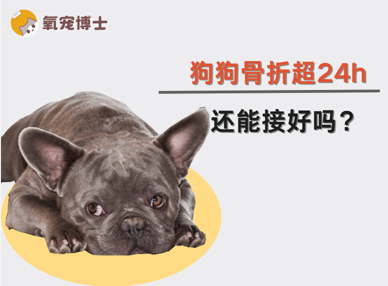 狗狗腿断超过24小时了还能接好吗？答案揭晓