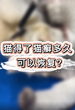 猫患有猫癣多久可以恢复呢？