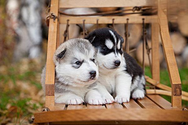 狗狗牙周炎症状 犬牙周炎怎么治