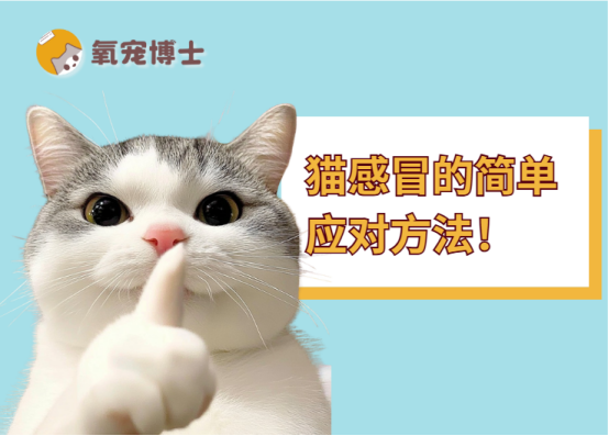 猫感冒了怎么办用最简单的方法