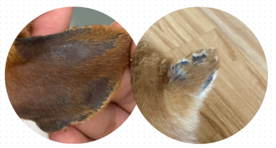泰迪耳朵痒的原因