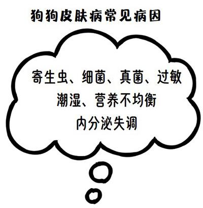 宠物健康警报：揭秘爱犬皮肤病背后的五大罪魁祸首