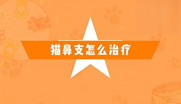 猫鼻支怎么治疗