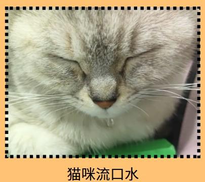 猫咪嘴边挂粘液，活力下降求解！