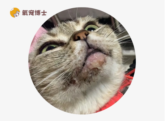 猫咪为什么会得口炎？