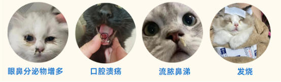 猫鼻支的症状