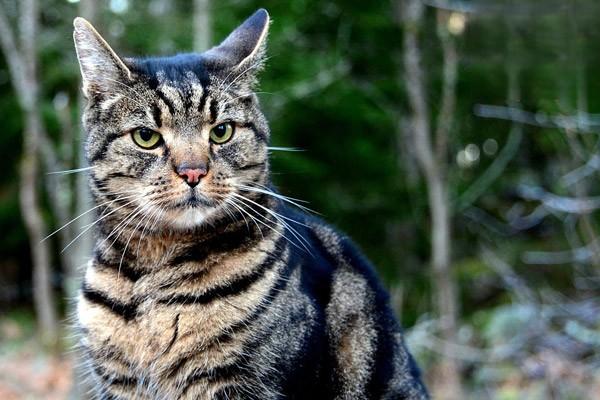 怀孕的猫尿道出血是怎么回事,猫怀孕流产判断方法