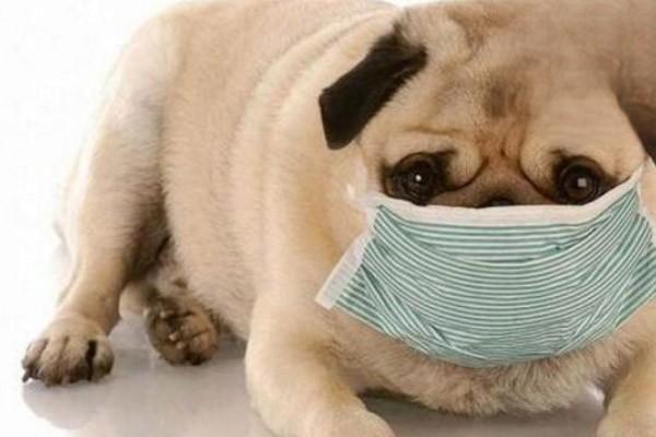 狗感冒怎么办，狗呼吸道感染，狗感冒，小狗感冒怎么治疗