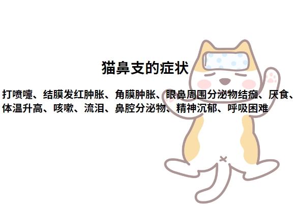 猫鼻支前期最明显的症状是哪些？