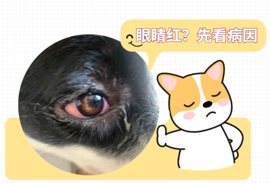 狗狗眼睛红流眼泪用什么药？