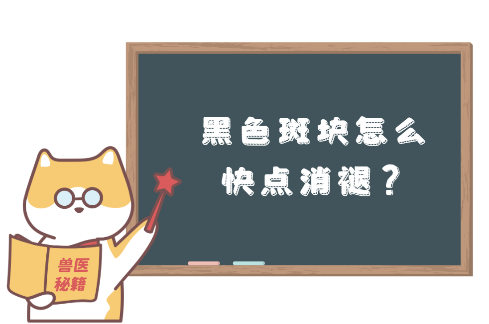 猫咪皮肤病变成黑色斑块