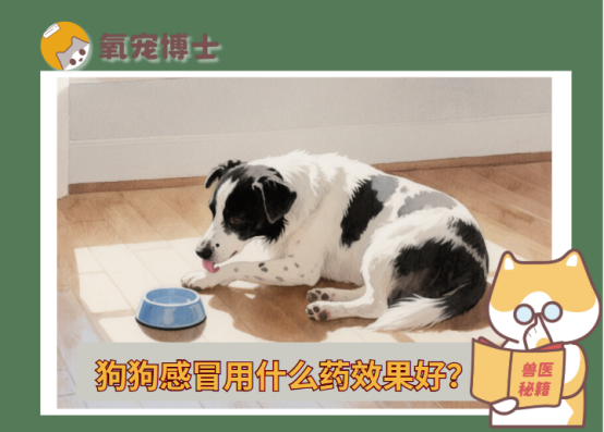 新手必看：狗狗感冒用什么药效果好？