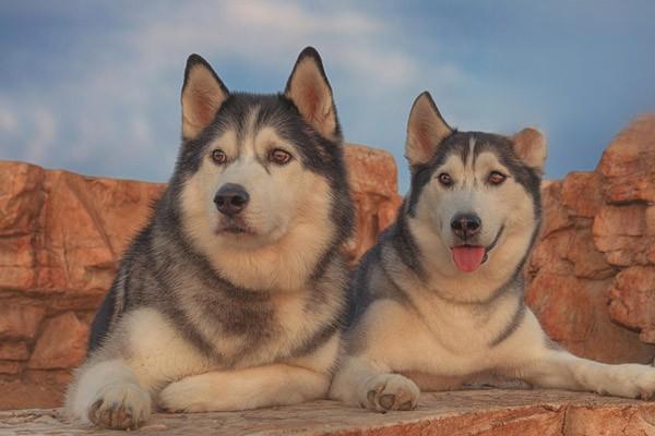 犬冠狀病毒感染怎麼治療