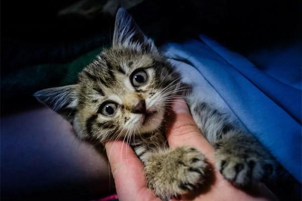 猫挑食，猫咪挑食的最佳应对措施