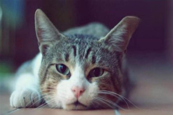 ，猫咪抵抗力差怎么办？提高免疫力是猫咪长寿的一大秘诀