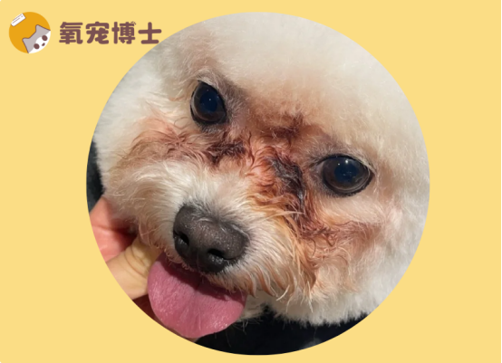 狗狗有泪痕是什么原因？