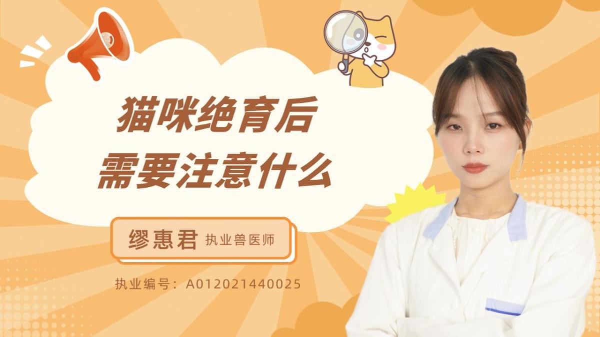 猫咪绝育后需要注意什么？