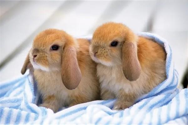 新手养兔需要注意什么？