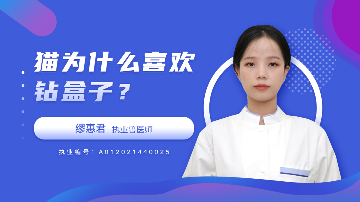 猫为什么喜欢钻盒子？