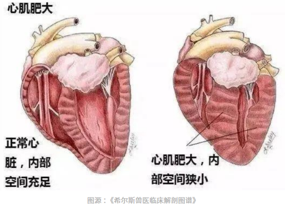 猫肥厚型心肌病怎么治疗？