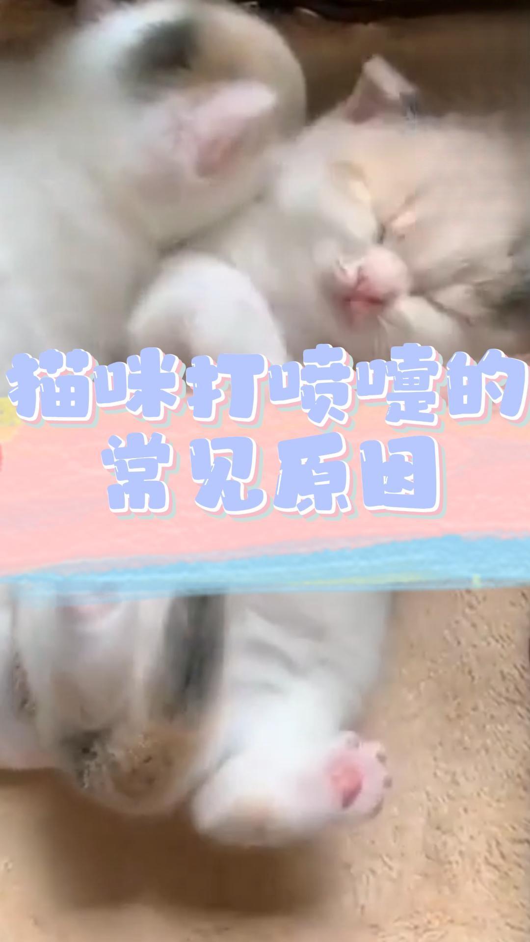 猫咪打喷嚏的常见原因