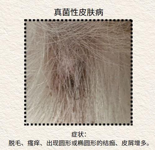 狗狗皮肤病用什么药？