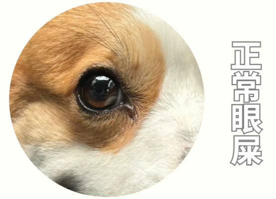 狗狗正常眼睛分泌物