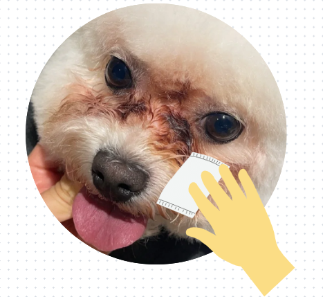 狗狗淚痕怎麼去除
