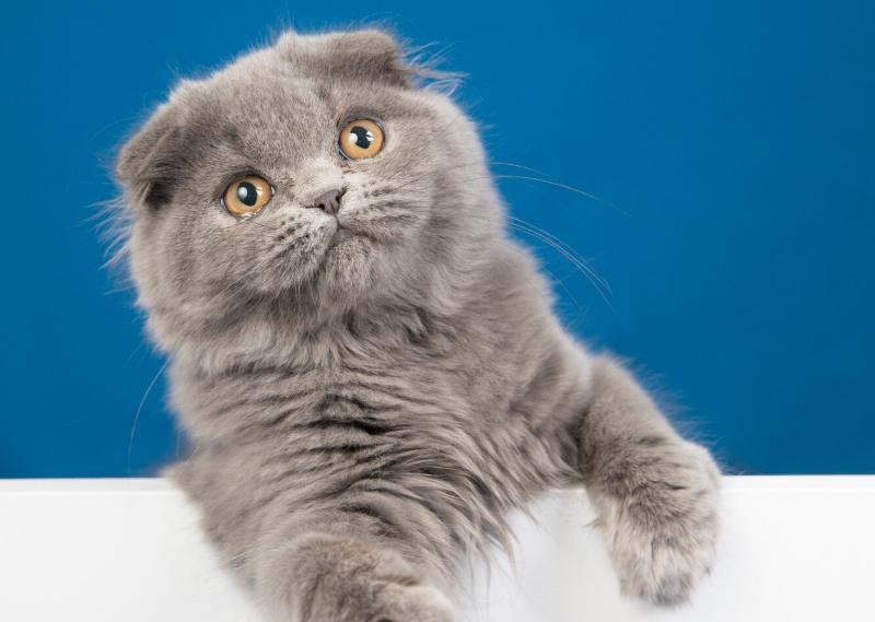 老年猫心脏不好，有哪些推荐的猫咪辅酶Q10品牌？